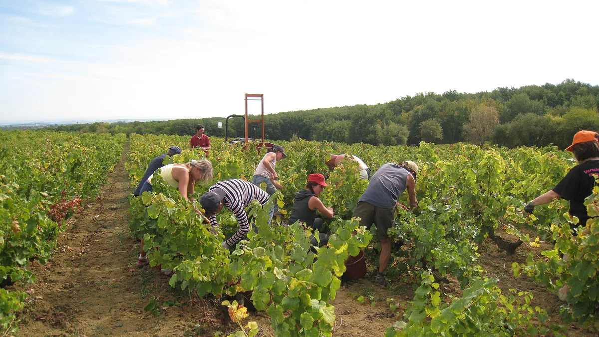 Pickers working a French vineyard during harvest
