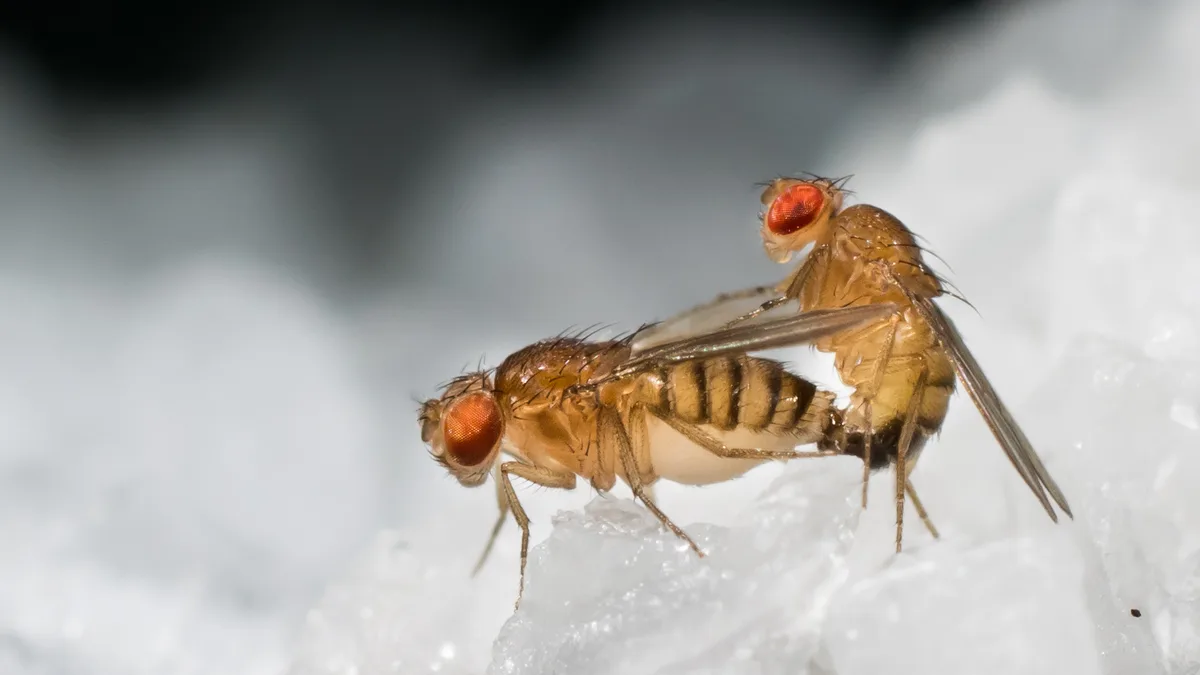Close macro photograph of a fruit fly